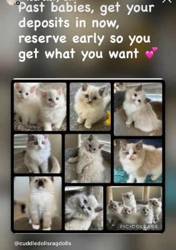 Ragdolls kittens taking deposits 