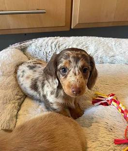 Dachshund PUP - Re--homing