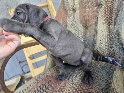 Cane corso puppies