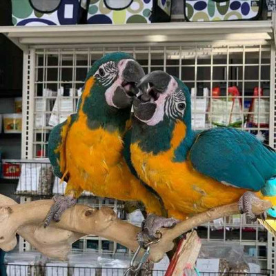 Variety of pet parrot birds for sale