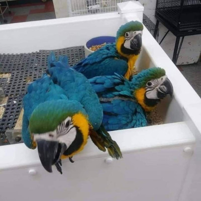 Male and female macaws parrots available