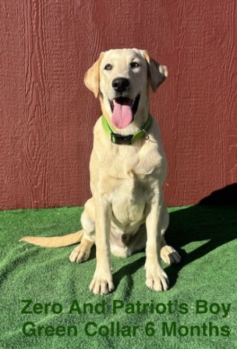 AKC Champagne Lab Puppies