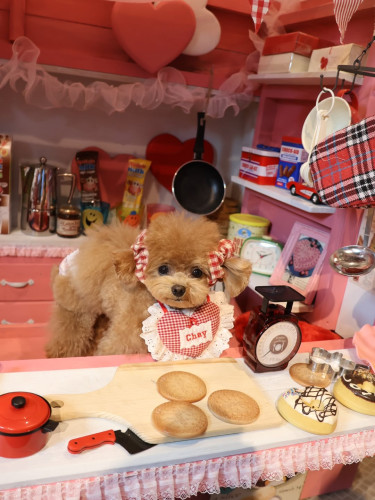 Adorable Teacup Poodle puppies available now.