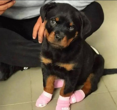 akc rottweiler puppies for sale