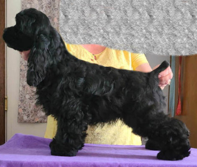 Female  Cocker Spaniel Puppy