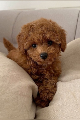 Adorable Poodle Puppy Available