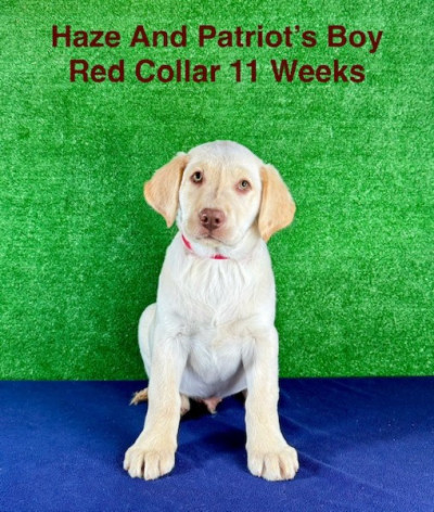 AKC Male Yellow Lab Pup