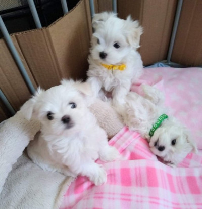 Adorable Maltese Puppy Looking for a Loving Home