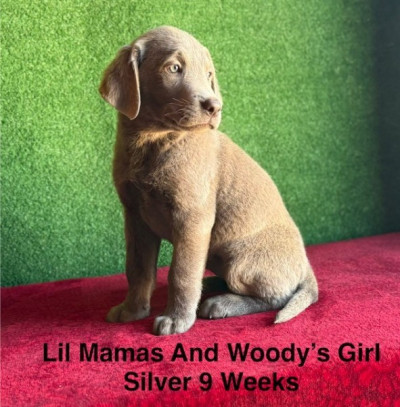 AKC Female Silver Labrador Puppy