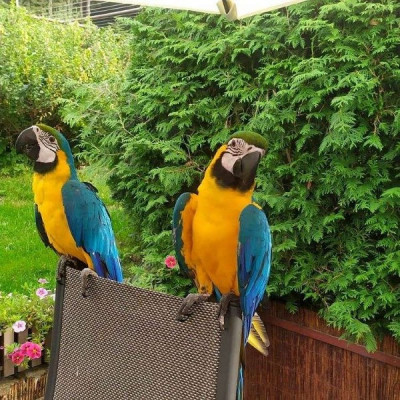 Two Blue and Gold Macaws
