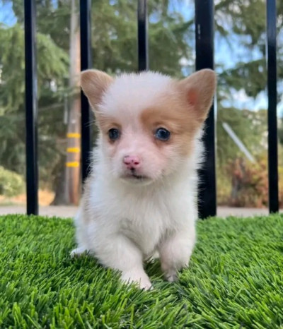 Adorable Pembroke Welsh Corgi Puppies 