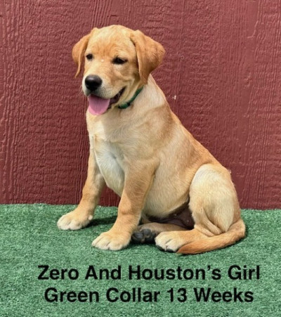 AKC Light Fox Red &amp; Yellow Female Labrador Puppies