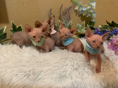 Sphinx cats purebreeds for sale males and females