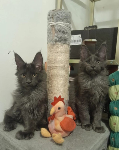Blue smoke, boys and girls, polydactyl Maine Coon 