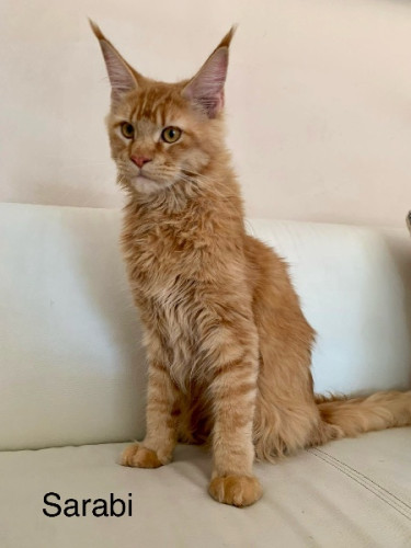 CFA Maine Coon