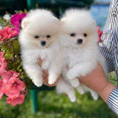 Beautiful Pomeranian Puppies available