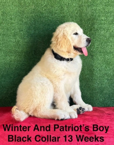 AKC White Long Hair And Standard Coat Lab Pups