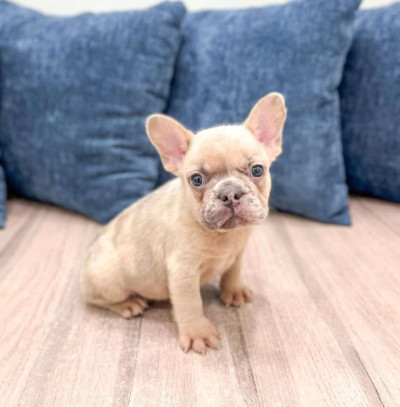 Home Raised English Bulldog Puppies Available