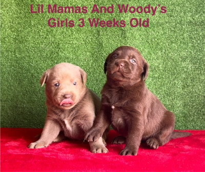 AKC Silver And Chocolate Lab Puppies