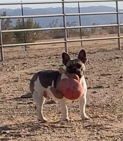 AKC Male Frenchie