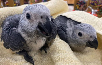 Intelligent African Grey Parrots