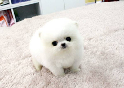 White Pomeranian (BOYS AND GIRLS