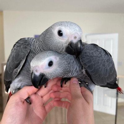 Charming Talking African Grey Parrot For Sale