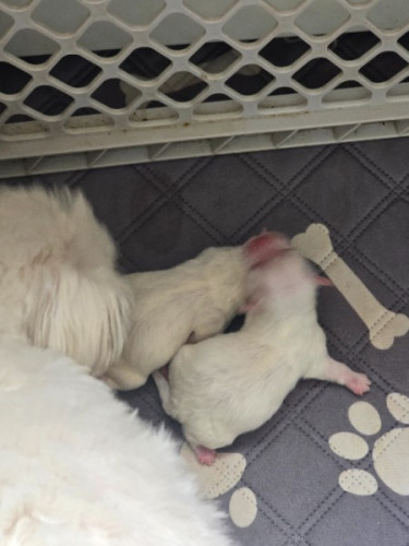 Registered Maltese puppies 