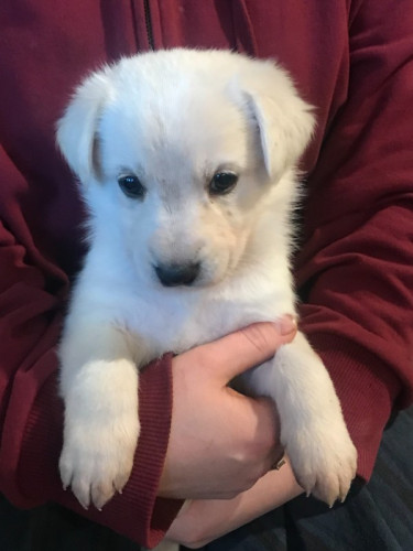 White German Shepherd mix puppies