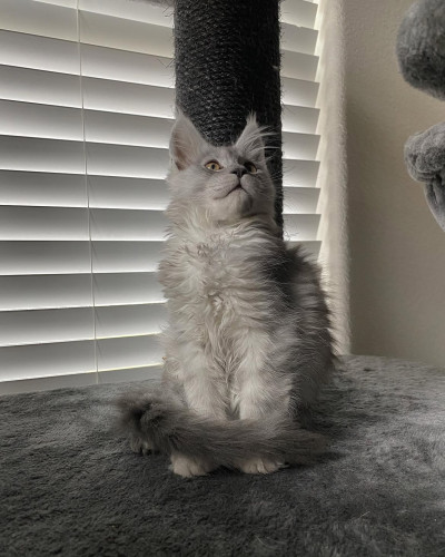 Adorable mainecoon kittens for adoption 