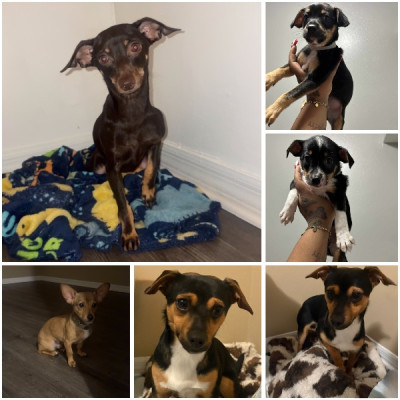 puppies looking for their homes! 