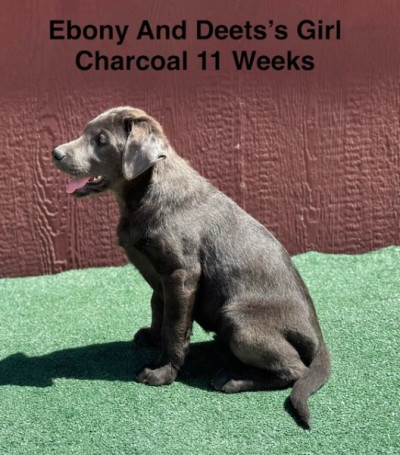 AKC Charcoal And Black Labrador Puppies