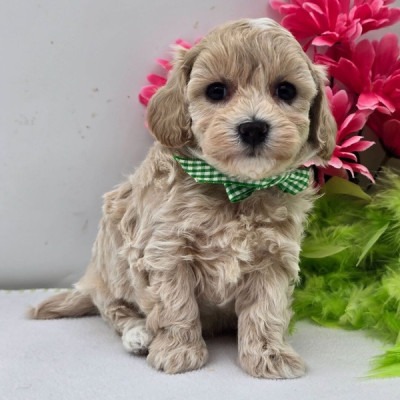 POPPY – MALTIPOO PUPPY