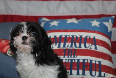 Adorbale Shih-Tzu Puppies