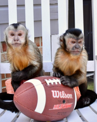 Home Trained Capuchin &amp; Finger Marmoset Monkeys .