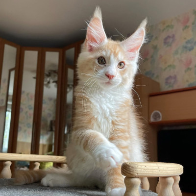 Adorable mainecoon kittens for adoption 