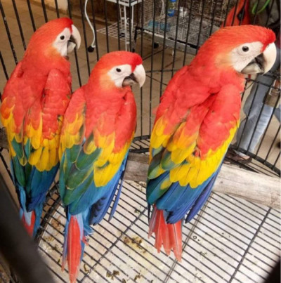 Male and female macaws parrots available