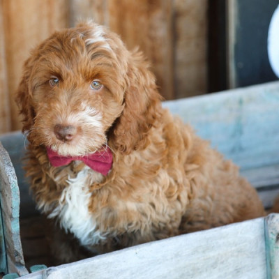 JORDAN – GOLDENDOODLE PUPPY