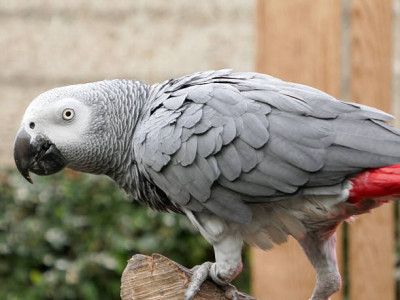 Congo-african-grey-parrots-for-sale-usa.jpg