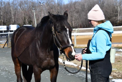 5yr 15.2h gelding thoroughbred horse for sale