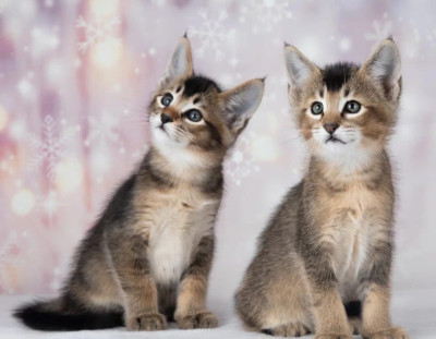 Caracat Kittens Available