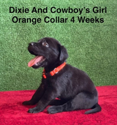 AKC Black Labrador Puppies