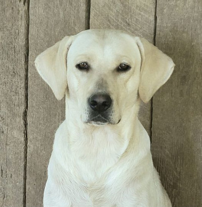 AKC Master Hunter Bloodline Labs, Upcoming Litter!