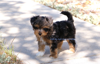 Aussiedoodle puppies for sale!