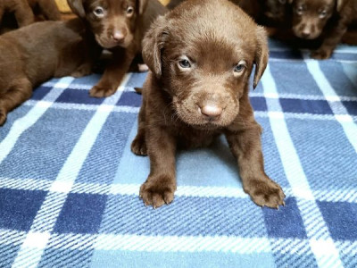 AKC Chocolate Lab Puppies!