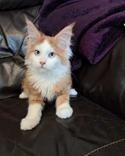 TICA Reg Maine Coon Kittens Whites And Coloured