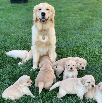 golden retriever puppies for sale North Carolina