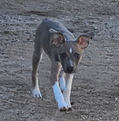 Rat Terrier Puppy