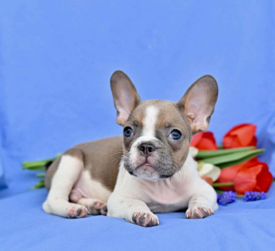 Male And Female French Bulldog Puppies Available