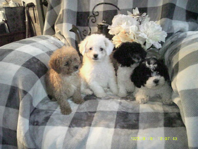 Toy Poodle puppies for sale